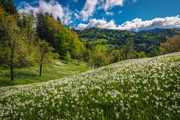 Blooming white daffodil flowers on the green slopes in Slovenia