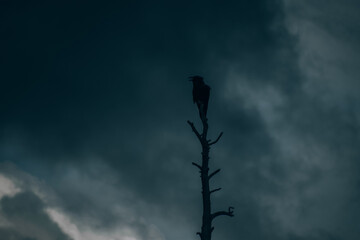 Gazing Crow