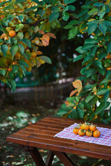 Ripe persimmons lie on a checkered towel on a wooden table near a tree in the garden