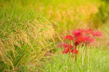Japanese Nature, Red Lanterns and Rice Paddies, Licorice