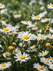 Obraz premium Abstract Spring Landscape Featuring Daisies in a Field 