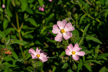 Rockrose (cistus x lenis) 'Grayswood Pink', is a low growing bushy plant with small mid-pink blooms