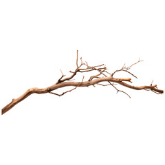 Tree branch isolated transparent, Generative AI