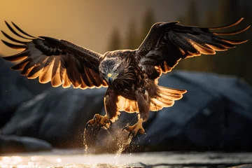 Muurstickers hawk hunting fish © wai