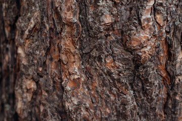 The texture of the tree bark. A tree in a forest or park in close-up. Relief texture and background. Beauty is in nature. Uneven, rough surface. Natural background.