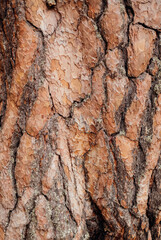 The texture of the tree bark. A tree in a forest or park in close-up. Relief texture and background. Beauty is in nature. Uneven, rough surface. Natural background.