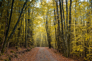 chemin forestier en automne avec des arbres aux couleurs automnales