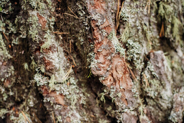 The texture of the tree bark. A tree in a forest or park in close-up. Relief texture and background. Beauty is in nature. Uneven, rough surface. Natural background.