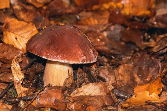 bolet dans une for&ecirc;t