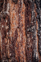 The texture of the tree bark. A tree in a forest or park in close-up. Relief texture and background. Beauty is in nature. Uneven, rough surface. Natural background.