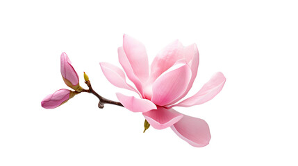 Pink magnolia flower isolated cut-out png