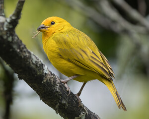 Sicalis flaveola