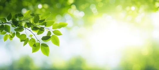 Foto op Aluminium Sunny serenade. Lush green foliage under springtime sun glow. Nature canvas. Vibrant spring bathed in sunlight and bokeh. Bright leaves and fresh greenery © Thares2020