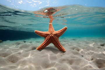 Fototapeta na wymiar starfish in ocean natural environment. Ocean nature photography