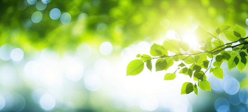 Sunny serenade. Lush green foliage under springtime sun glow. Nature canvas. Vibrant spring bathed in sunlight and bokeh. Bright leaves and fresh greenery