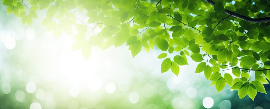 Sunny serenade. Lush green foliage under springtime sun glow. Nature canvas. Vibrant spring bathed in sunlight and bokeh. Bright leaves and fresh greenery