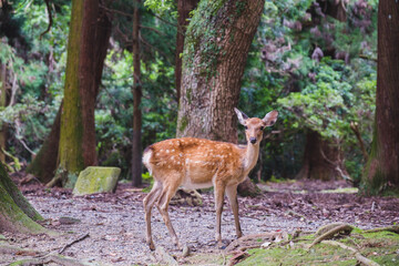 A historic world heritage site located in the center of Nara【Kasugataisha Shrine】
