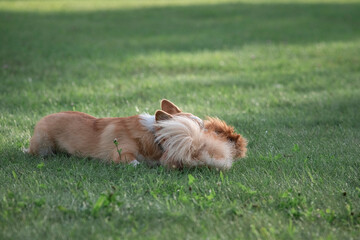 Beautiful purebred dogs play in the summer park.