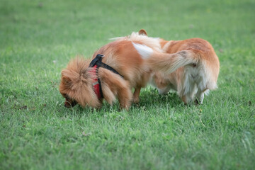 Beautiful purebred dogs play in the summer park.