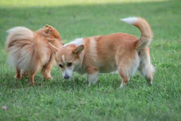 Beautiful purebred dogs play in the summer park.
