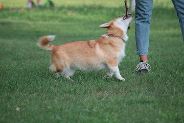 Beautiful purebred dogs play in the summer park.
