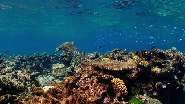 A green turtle glides over colorful corals in the pristine waters of the Great Barrier Reef