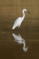 Little egret - Egretta garzetta wading in water with reflection. Photo from Ranthambore National Park, Rajasthan, India. Vertical.