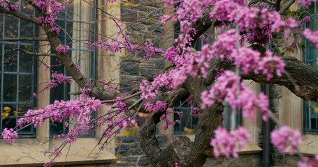 Approaching shot of blooming sakura tree. Cinematic video of sakura bloom in front of windows at...