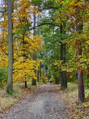 Naklejka premium Autumn forest is beautifully colored and presents us with a wonderful color show.