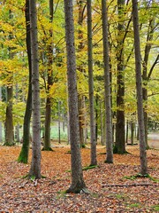 Obraz premium Autumn forest, colorful trees and beautiful nature.