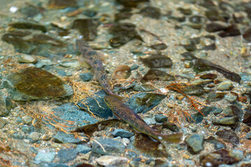 Balkan trout in the clear waters of a mountain river