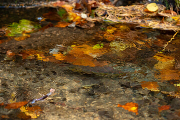 Balkan trout in the clear waters of a mountain river