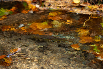 Obraz na płótnie Canvas Balkan trout in the clear waters of a mountain river