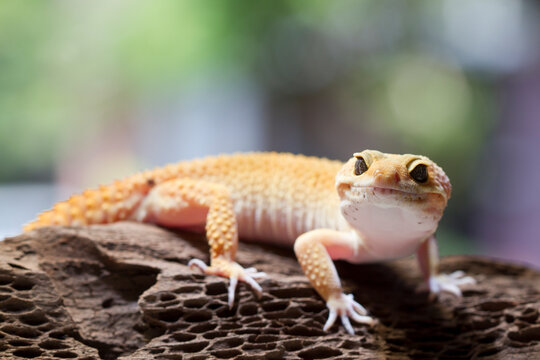 Leopard gecko lizard, close up macro on nature background.