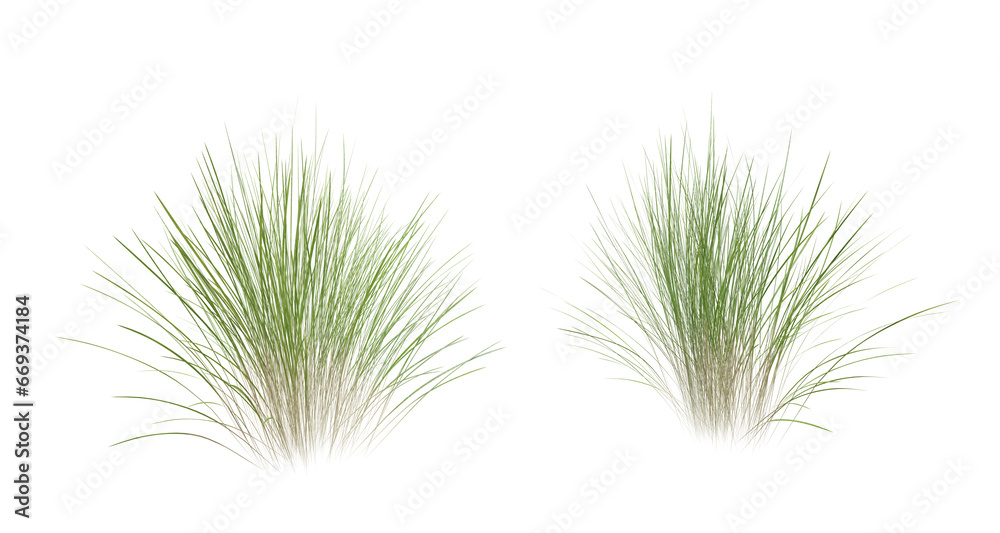 Wall mural bunches of grass on a transparent background. 3d rendering.