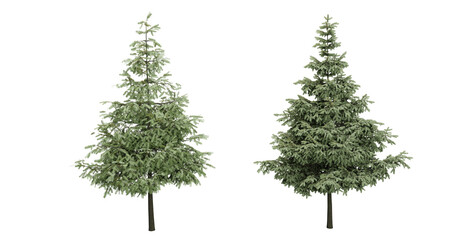 Coniferous trees. Christmas trees. Transparent background. 3D rendering.