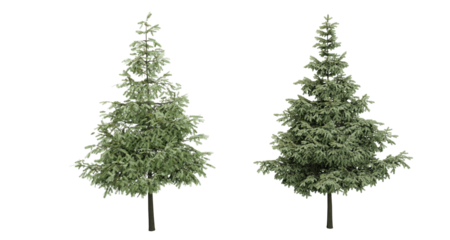 Coniferous trees. Christmas trees. Transparent background. 3D rendering.