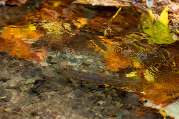 Balkan trout in the clear waters of a mountain river