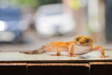 Leopard gecko lizard, close up macro on nature background. - obrazy, fototapety, plakaty