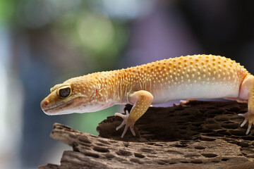 Leopard gecko lizard, close up macro on nature background.