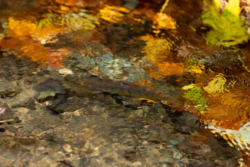 Balkan trout in the clear waters of a mountain river