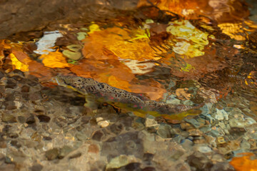 Balkan trout in the clear waters of a mountain river