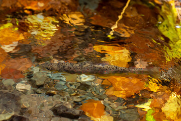 Balkan trout in the clear waters of a mountain river