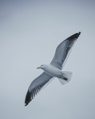 Seagull flying against a cloudy sky with its wings fully extended.