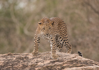 Leopard, Srilankan Leopard, Tiger, Panthera pardus Kotiya , Sri Lanka