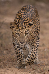 Leopard, Srilankan Leopard, Tiger, Panthera pardus Kotiya , Sri Lanka