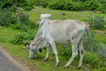 Cow eating grass beside the road
