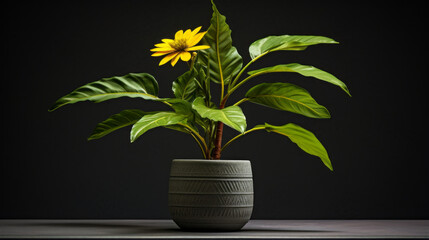 A potted tropical plant with broad, dark green leaves and a single yellow flower