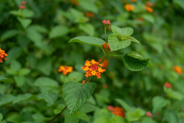 Lantana camara or west Indian lantana or common lantana flower verbena family (Verbenaceae) closeup

