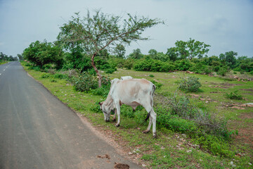 Cow eating grass beside the road
